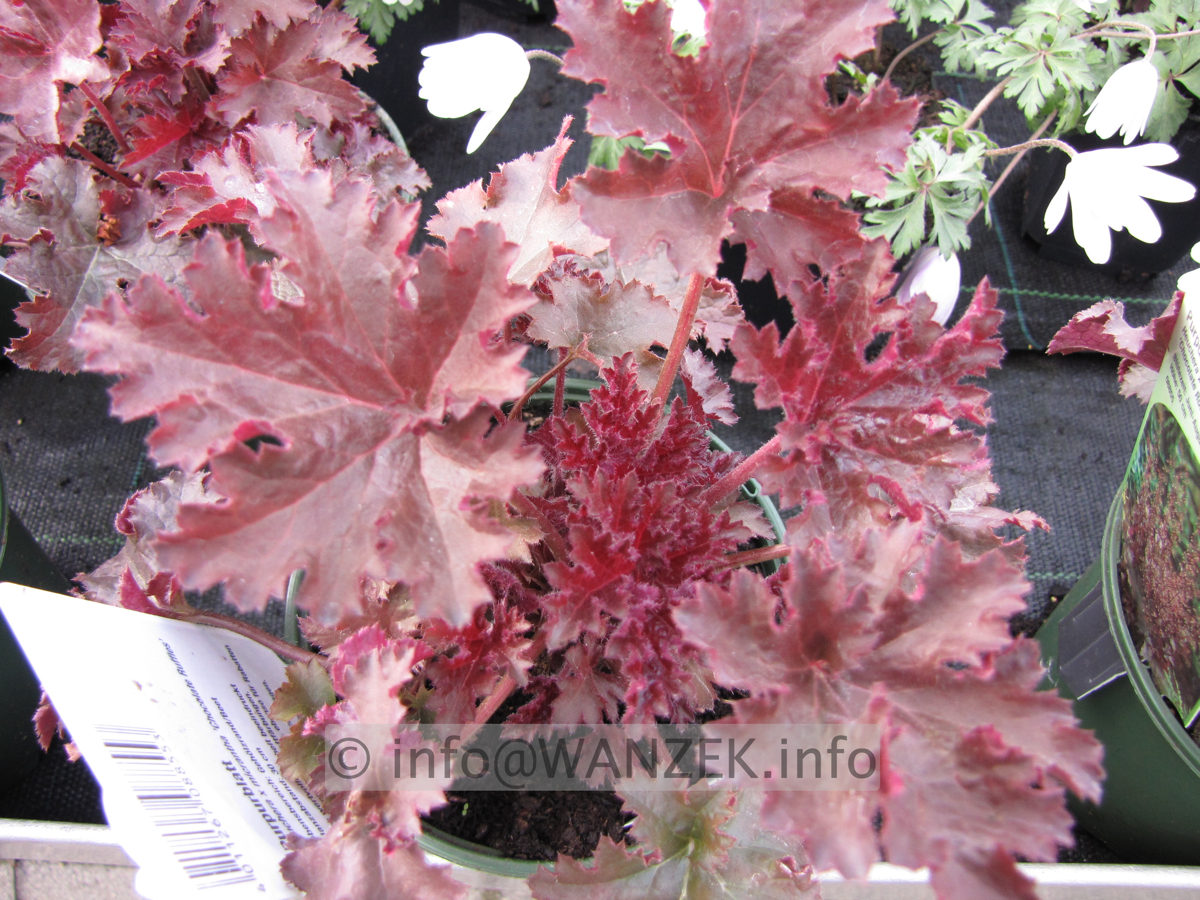Heuchera Hybride Chocolate Ruffles.JPG